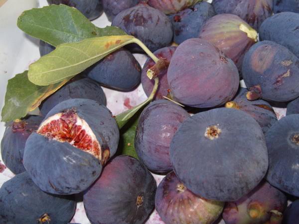 figue bleue