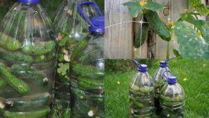 สูตรแตงกวาดองในขวดพลาสติก 5 ลิตรสำหรับฤดูหนาว