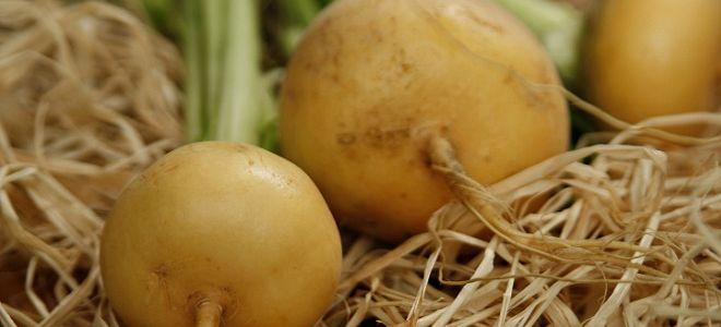 หัวผักกาดสด