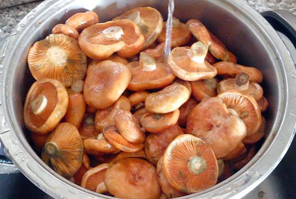 laver les capsules de lait au safran