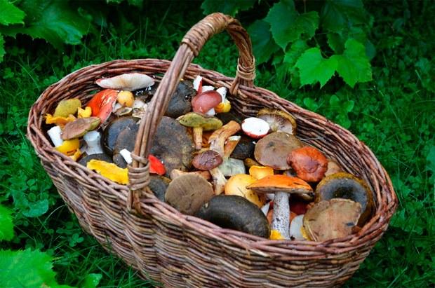 différents champignons