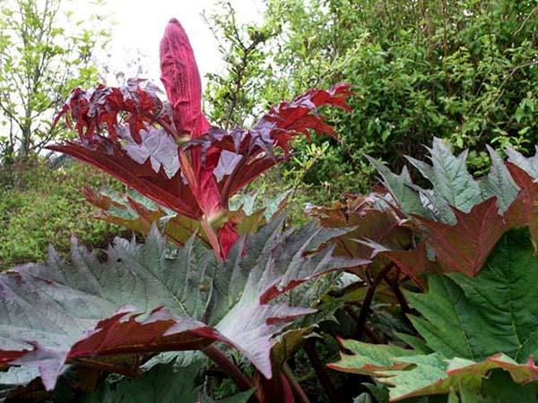 rhubarbe au jardin