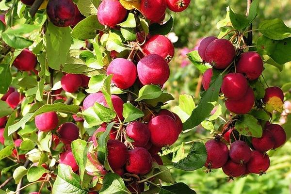 ต้นแอปเปิ้ล