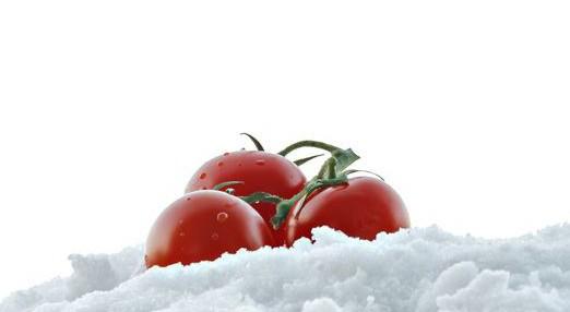 tomates dans la neige