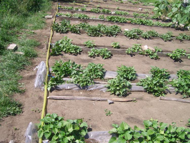 การรดน้ำมันฝรั่ง