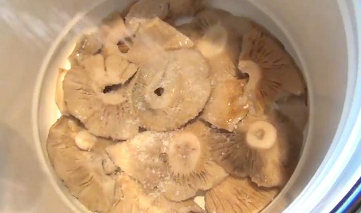 เห็ดนมเค็ม