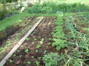 Que peut-on planter après les oignons l'année prochaine, prédécesseurs et rotation des cultures