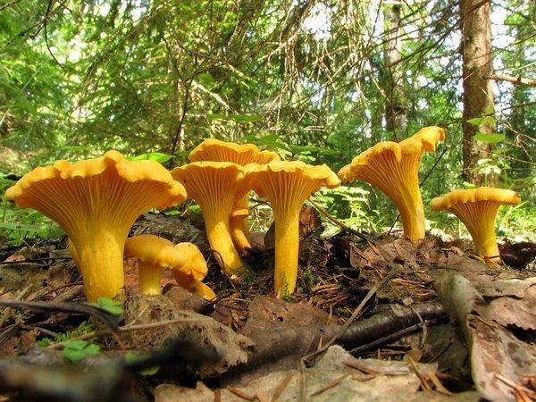 chanterelles dans la forêt