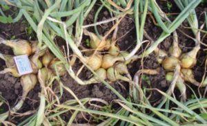 คำอธิบายพันธุ์หัวหอมพันธุ์พื้นเมือง การปลูกและการดูแลในพื้นที่โล่ง และช่วงเวลาเก็บเกี่ยว