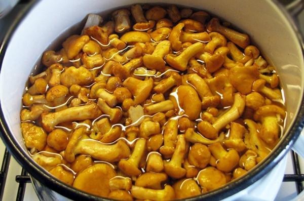 chanterelles bouillantes