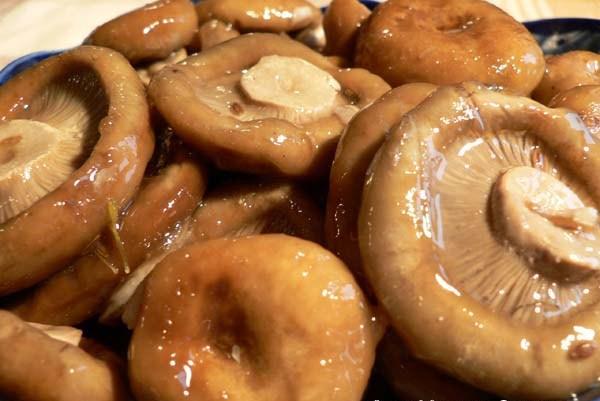 champignons au lait salé