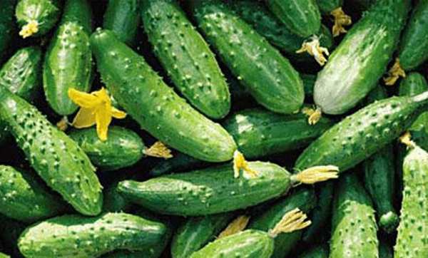 แตงกวาสด