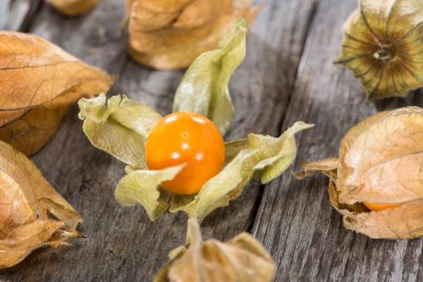 ฟิซาลิสบนโต๊ะ