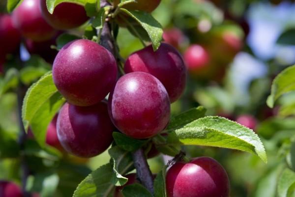 ต้นพลัม