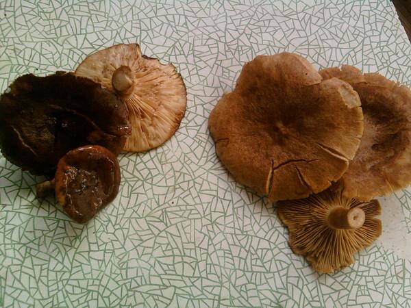 เห็ดขมบนโต๊ะ