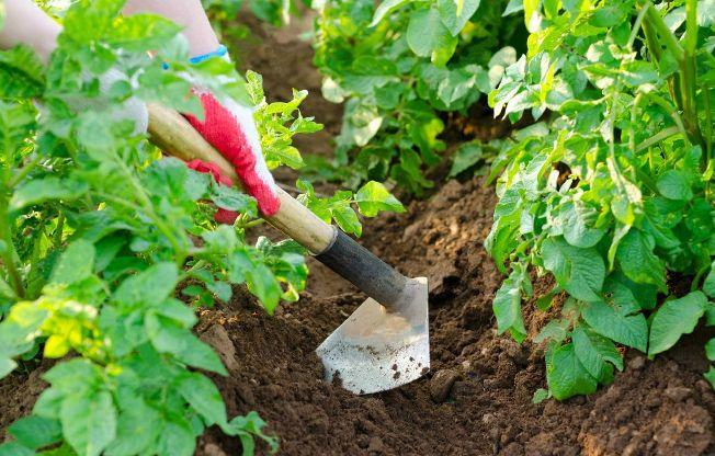 การพรวนดินมันฝรั่ง