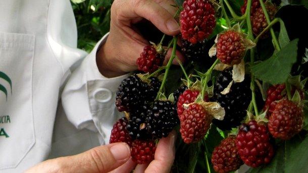 แบล็กเบอร์รี่และราสเบอร์รี่