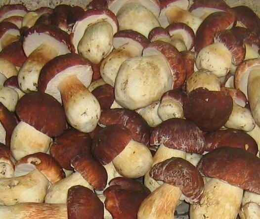 champignons frais