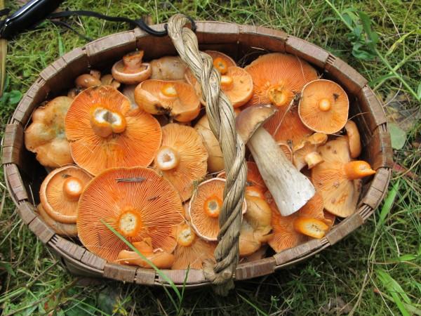 แคปซูลนมหญ้าฝรั่นในตะกร้า