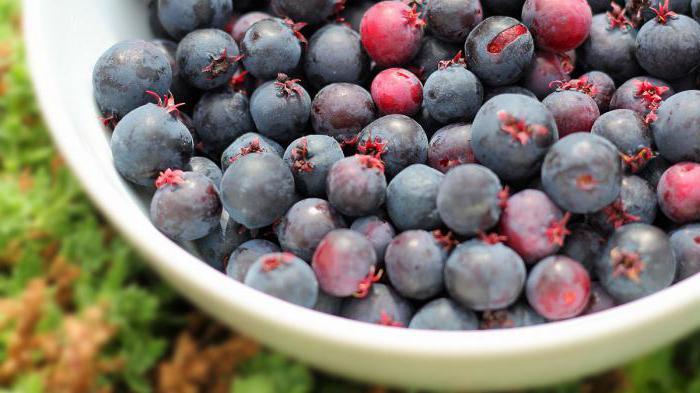 chokeberry สุก