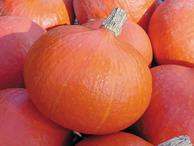 ฟักทองสุก