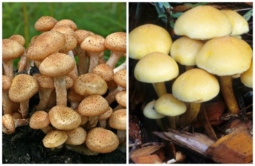 เห็ดเนย