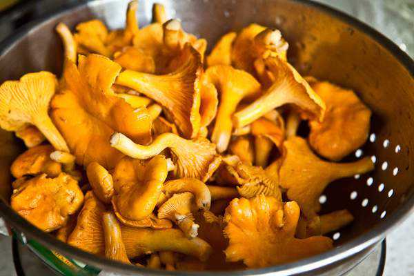 การล้างเห็ดแคนทาเรล