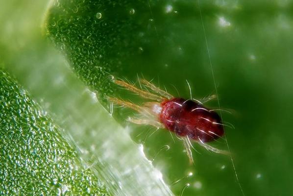 ติ๊กของปูติน