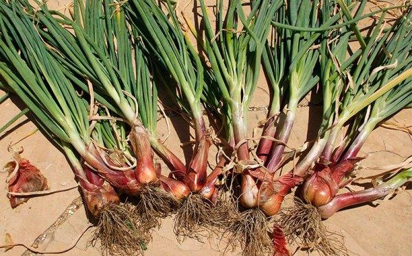 หัวหอมตระกูล