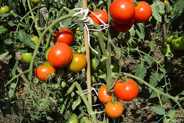 buissons de tomates