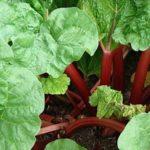 รูบาร์บในสวน