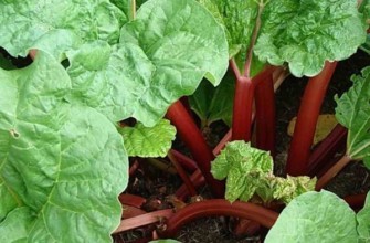 รูบาร์บในสวน