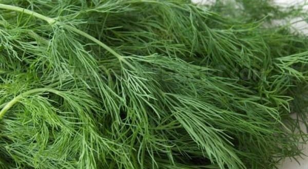 ผักชีลาวสด