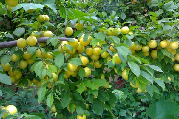 ต้นพลัมเชอร์รี่