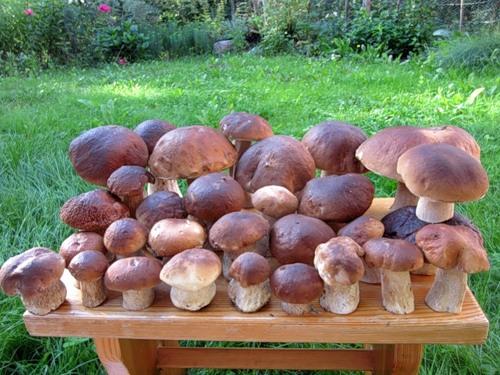 เห็ดพอร์ชินี