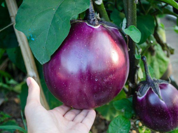aubergine dans le jardin