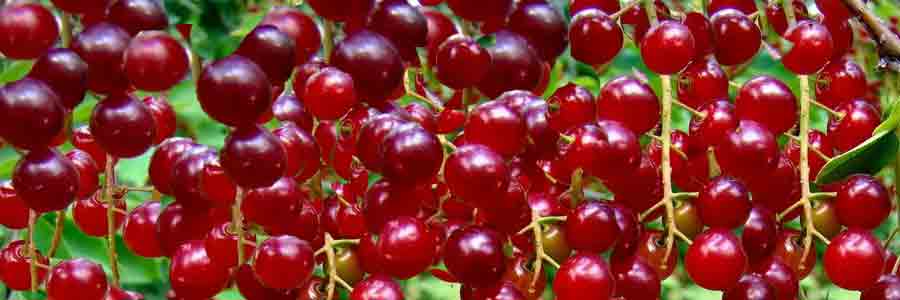 เชอร์รี่นกแดง