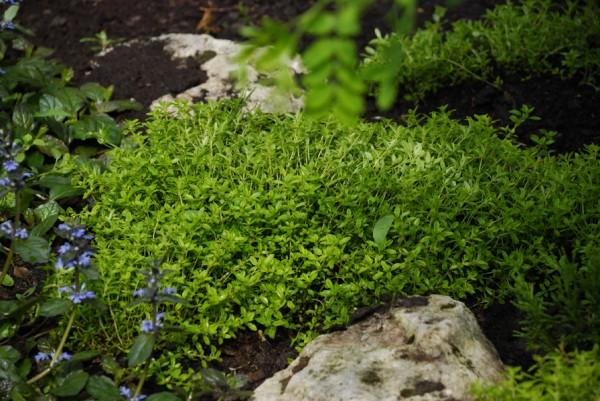 ไทม์ประดับ