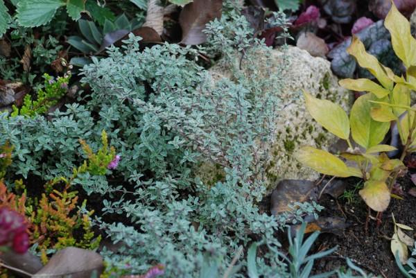 ไธม์ในสวน