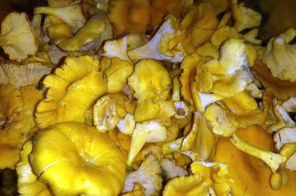 เห็ดแคนทาเรลที่ล้างแล้ว