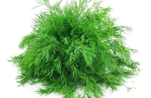 ผักชีลาวสด