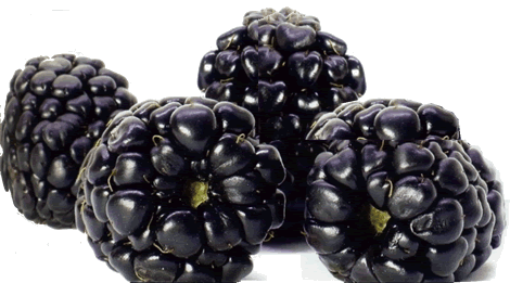 แบล็กเบอร์รี่สด