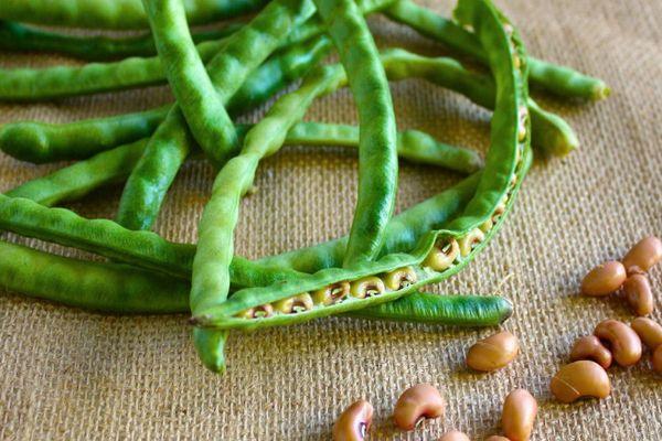 ฝักถั่ว