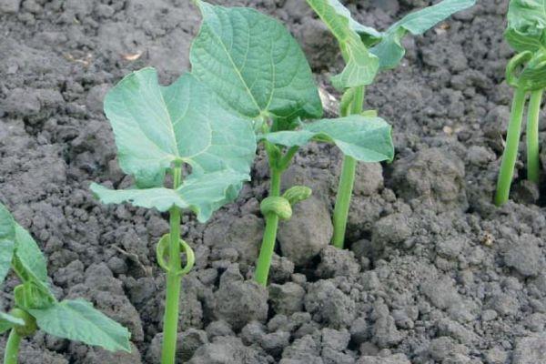 ถั่วงอก