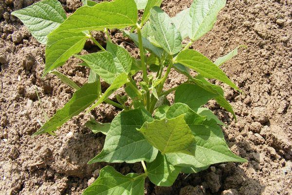 ต้นถั่วพุ่ม