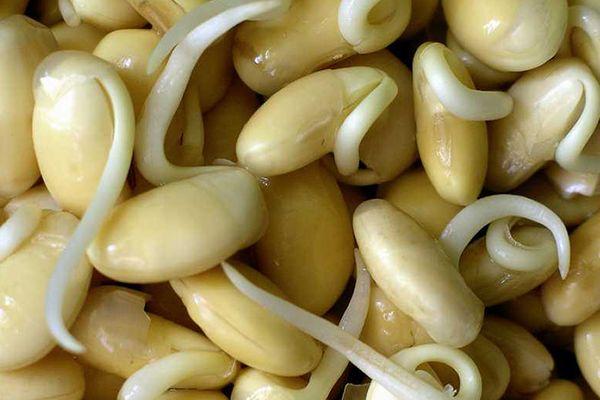 ถั่วสำหรับปลูก