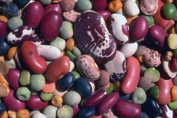 พันธุ์ถั่ว