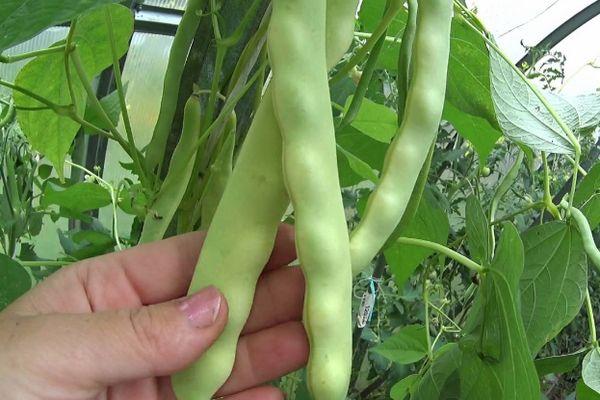 การปลูกถั่ว