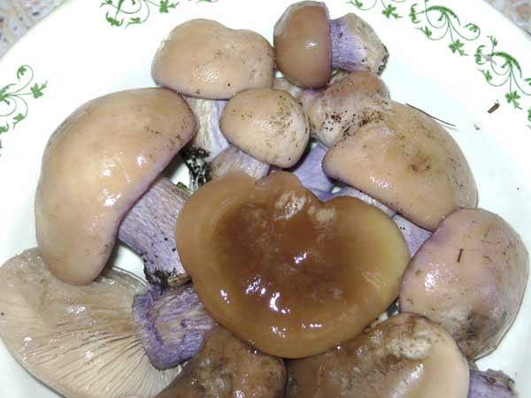 เห็ดขมเค็ม