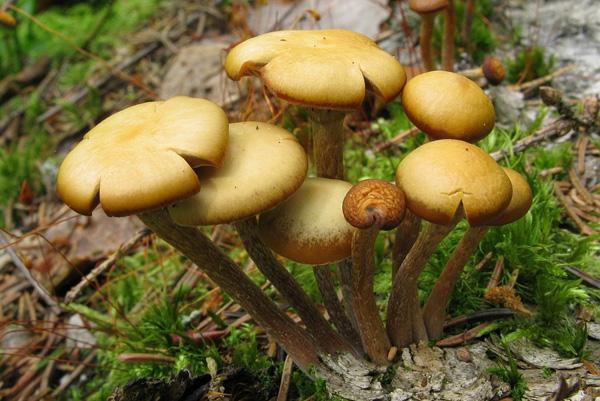 champignons au miel dans la forêt